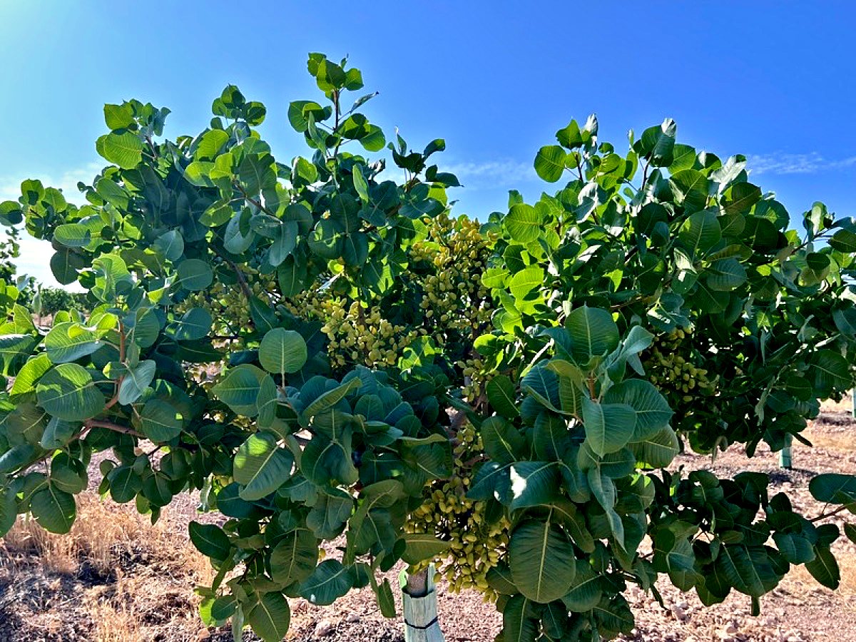 Pistachero cargado de fruto en verano